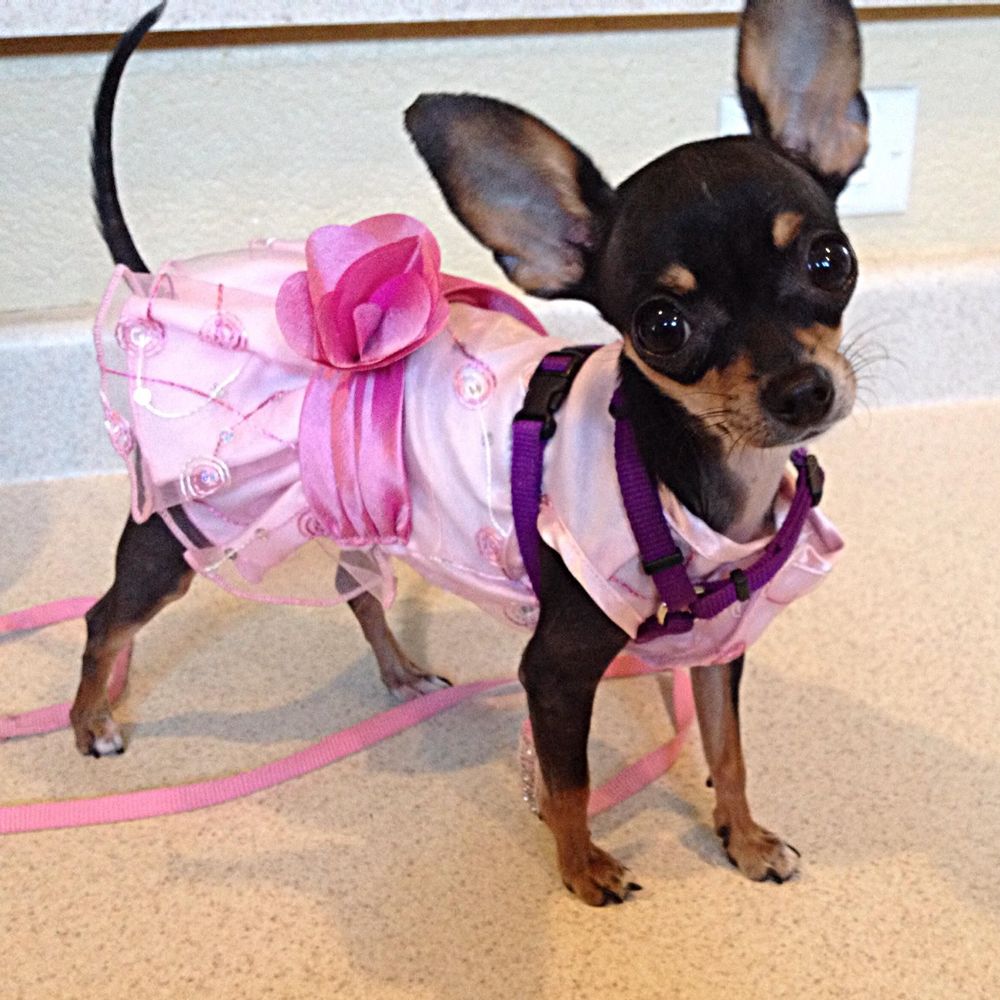 Meet your Posher, Marlene